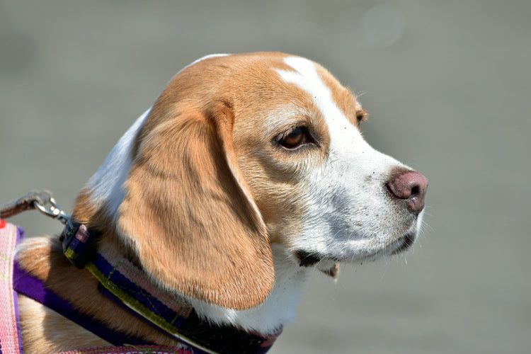 Buy Male & Female Beagle Puppies From Chennai.
