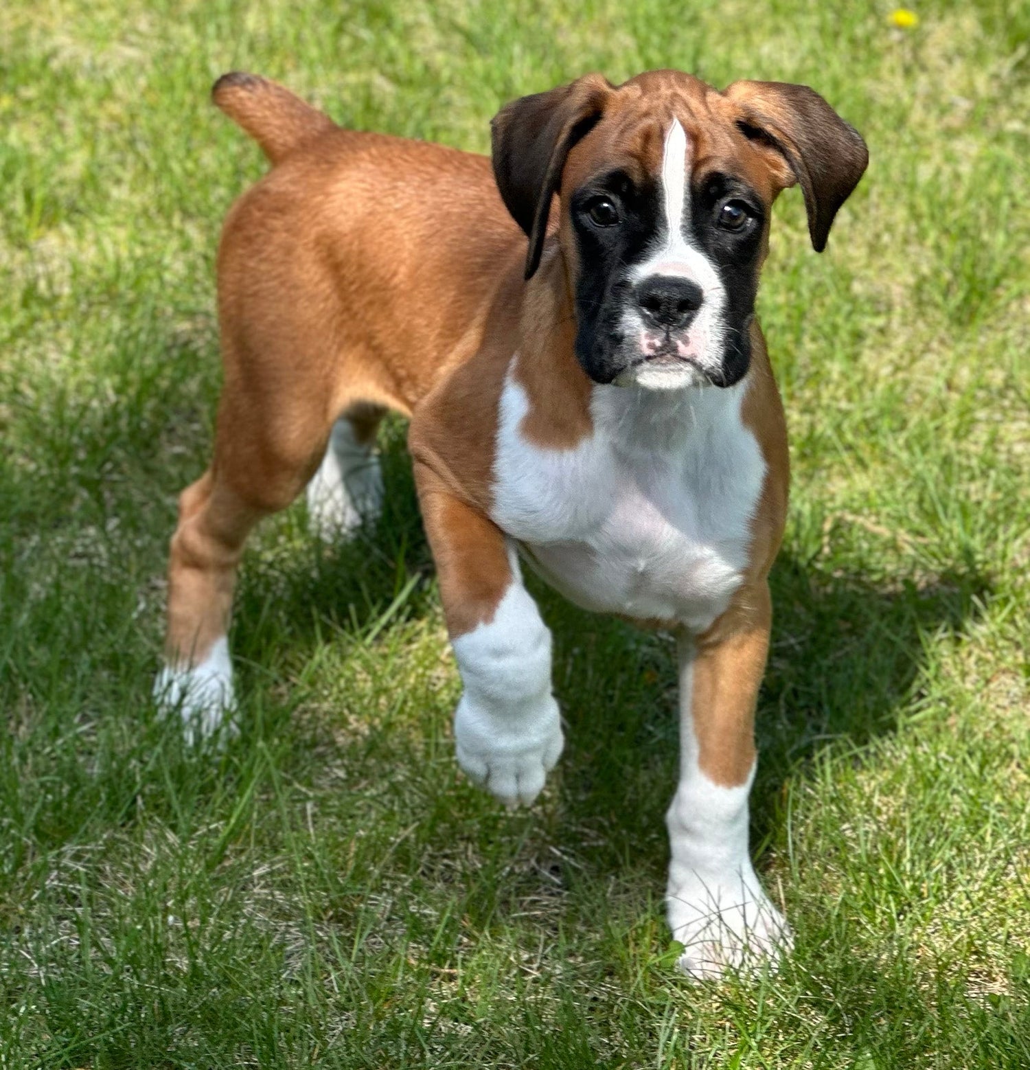 Boxer