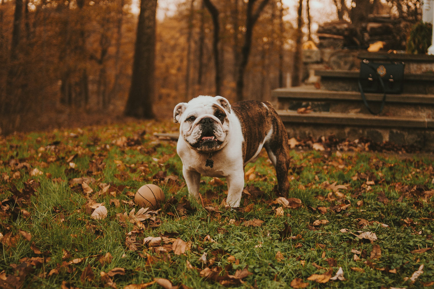 English Bulldog