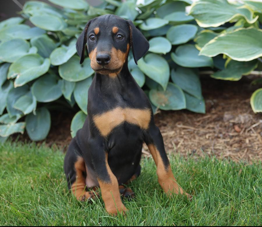 Doberman