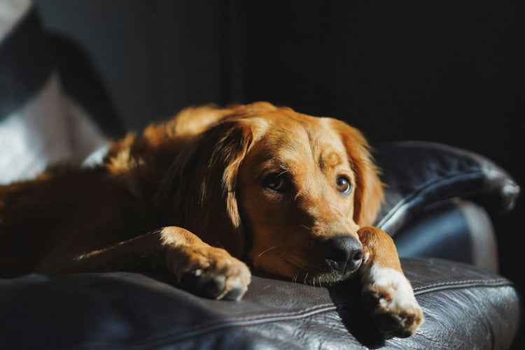Get Health Ceritified Golden Retriever Puppies From Chennai.