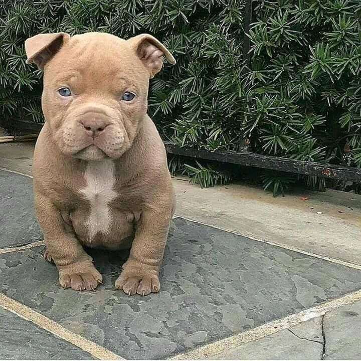 Pitbull