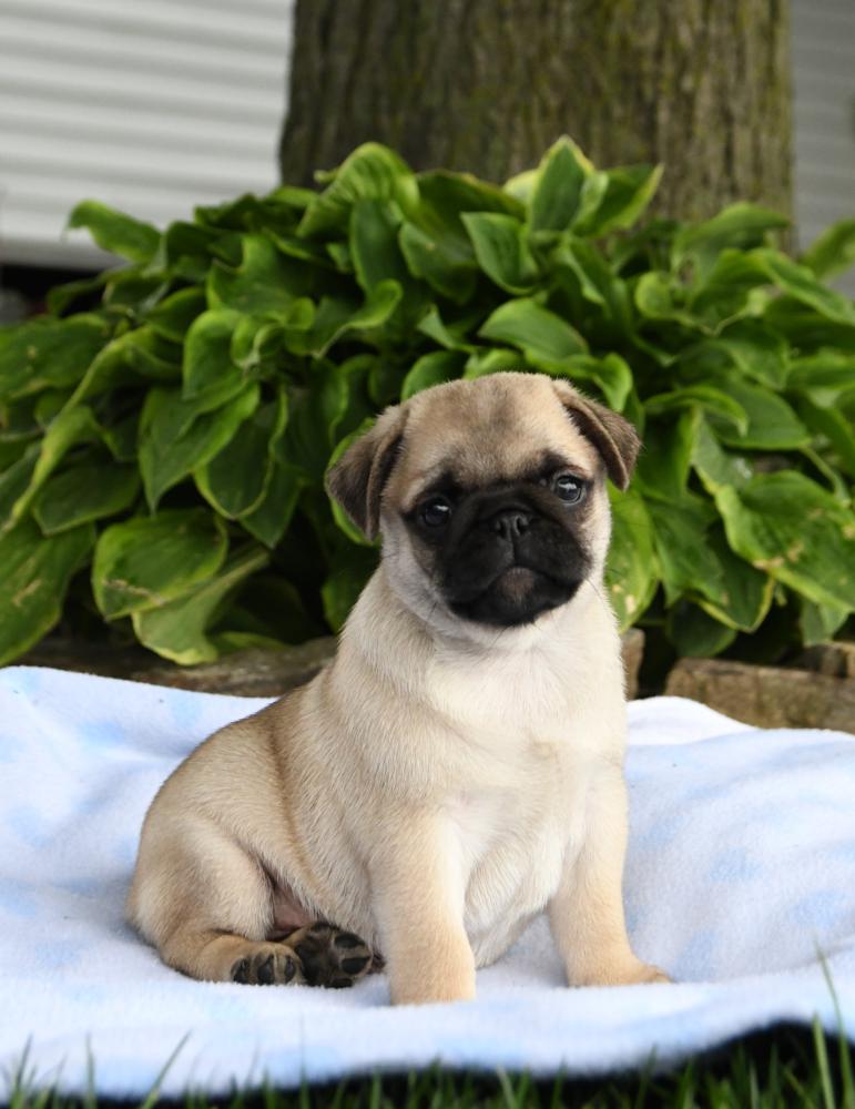 Pug