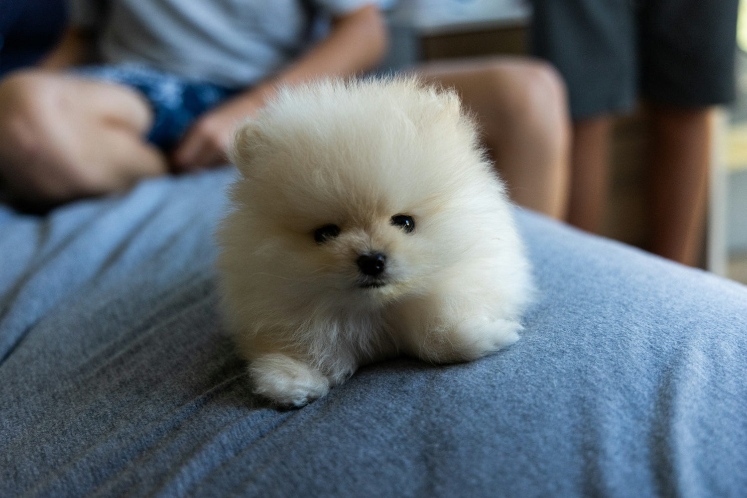 Toy Pomeranian