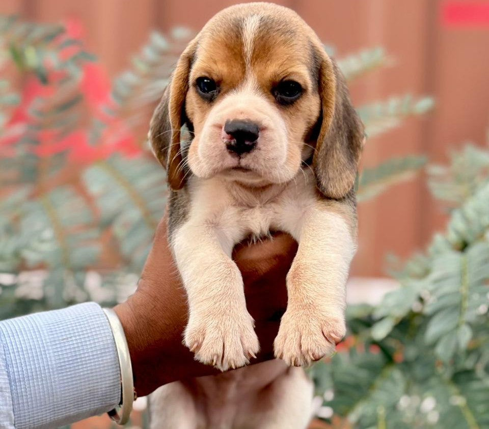 Playful Beagle Puppy Available In – Dog Breeder Bangalore