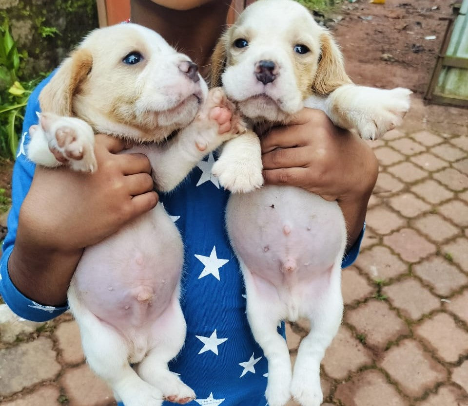 Beagle dog price in hyderabad