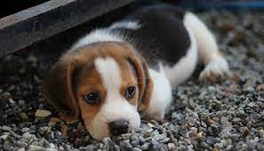 Cheerful & Family Friendly Beagle puppy