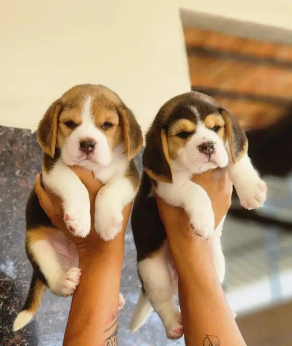 Tricolor beagle puppies available for sale in – Dog