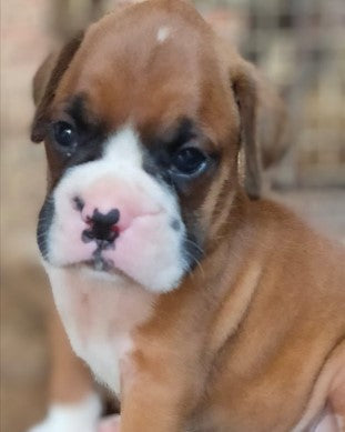 Affectionate boxer puppies available for sale in hyderabad.