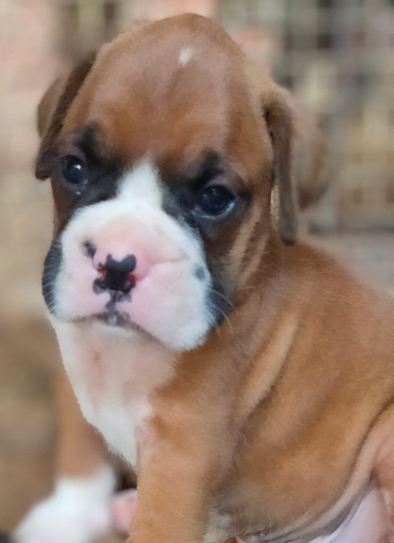 Get Muscular Boxer Puppies Available For Sale In Delhi.