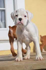 Playful & Energetic Boxer Puppy