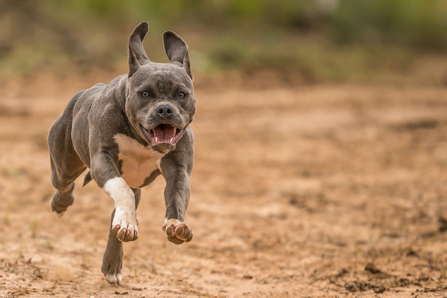 Energetic Pitbull Puppies Available For Sale.