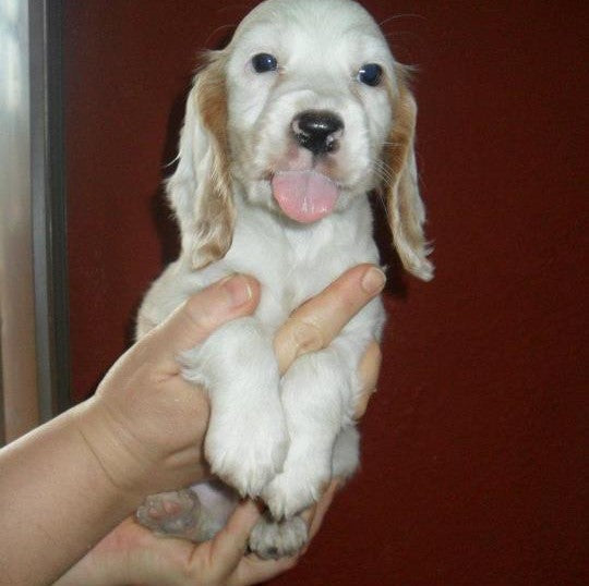 Soulful male & female cocker spaniel puppies available for sale in hyderabad.