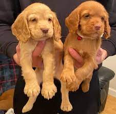 Purchase cheerful cocker spaniel male puppies available in hyderabad.