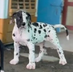 Harlequin Male & Female Great Dane Puppies Available For Sale In Ahmedabad.