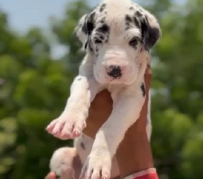 Buy great dane puppies from chennai at starting price of Rs.50,000.