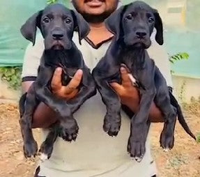 Purchase black male & female great dane puppies form chennai.
