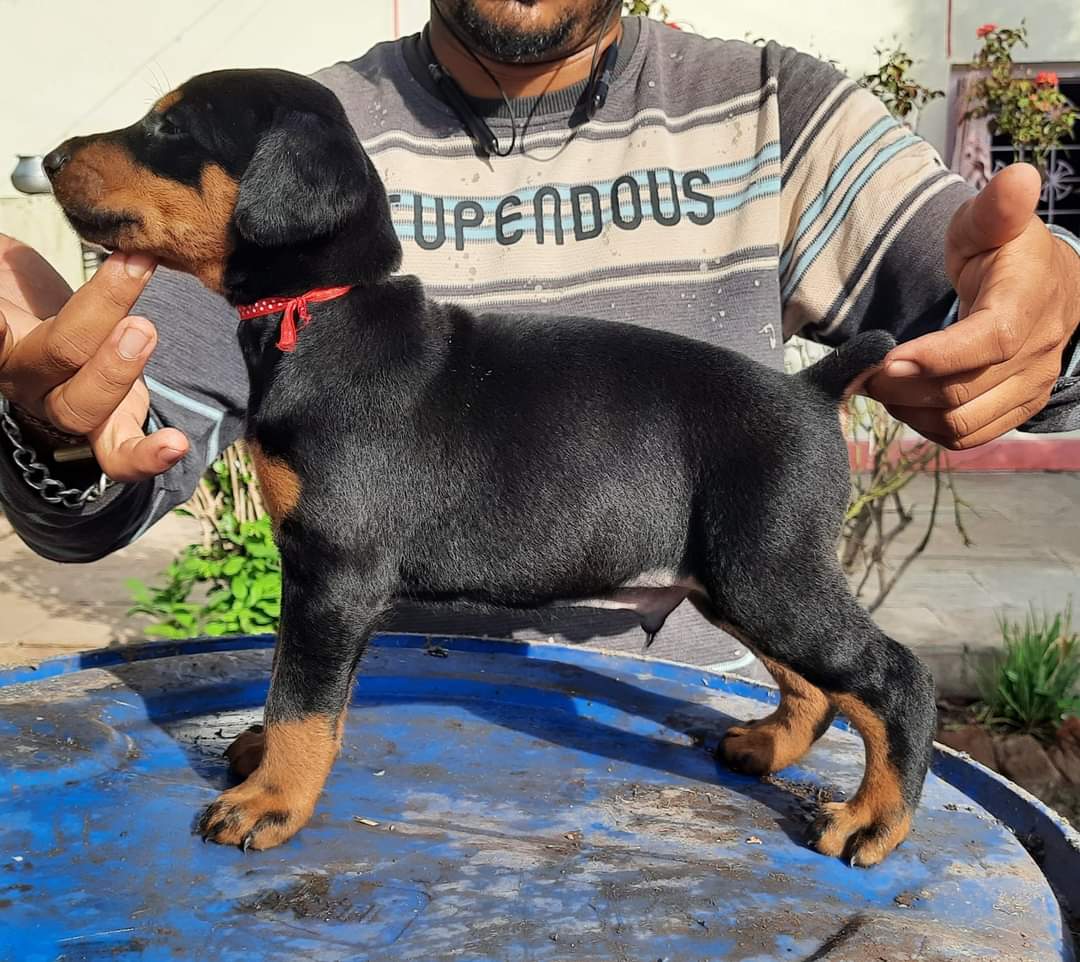 Family Friendly doberman puppies available for sale in chennai