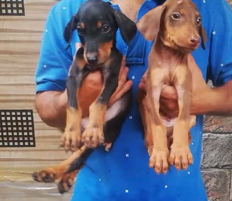 Muscular Doberman Puppy Available In Bangalore.