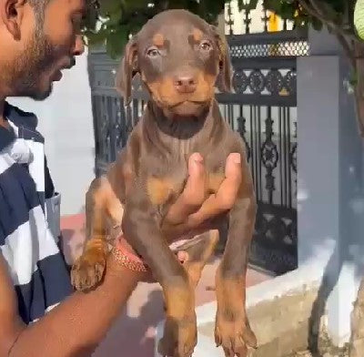 Purchase brave doberman puppies for sale in hyderabad.