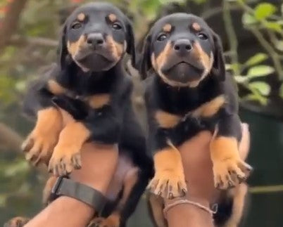 Get family friendly doberman puppies for sale in hyderabad.