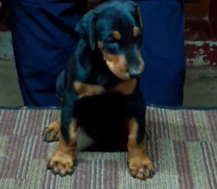 We have best quality doberman male & female puppies in hyderabad.