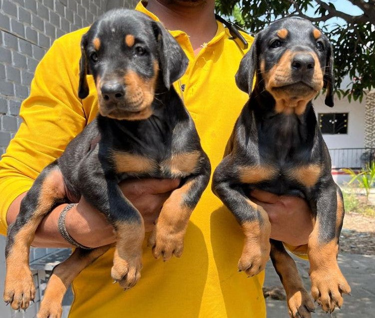We have best quality doberman male & female puppies in jaipur.