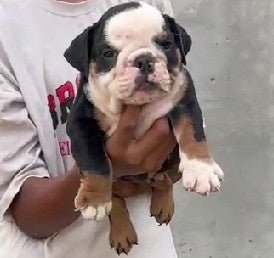 Purchase kid friendly english bulldog puppies from hyderabad at best price.