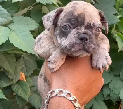 Get brave english bulldog male puppy from hyderabad.