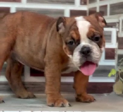 Purchase cheerful english bulldog puppies available for sale in hyderabad.