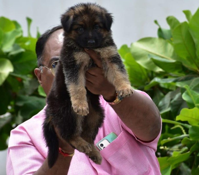 Get male & female german shepherd puppies from hyderabad .