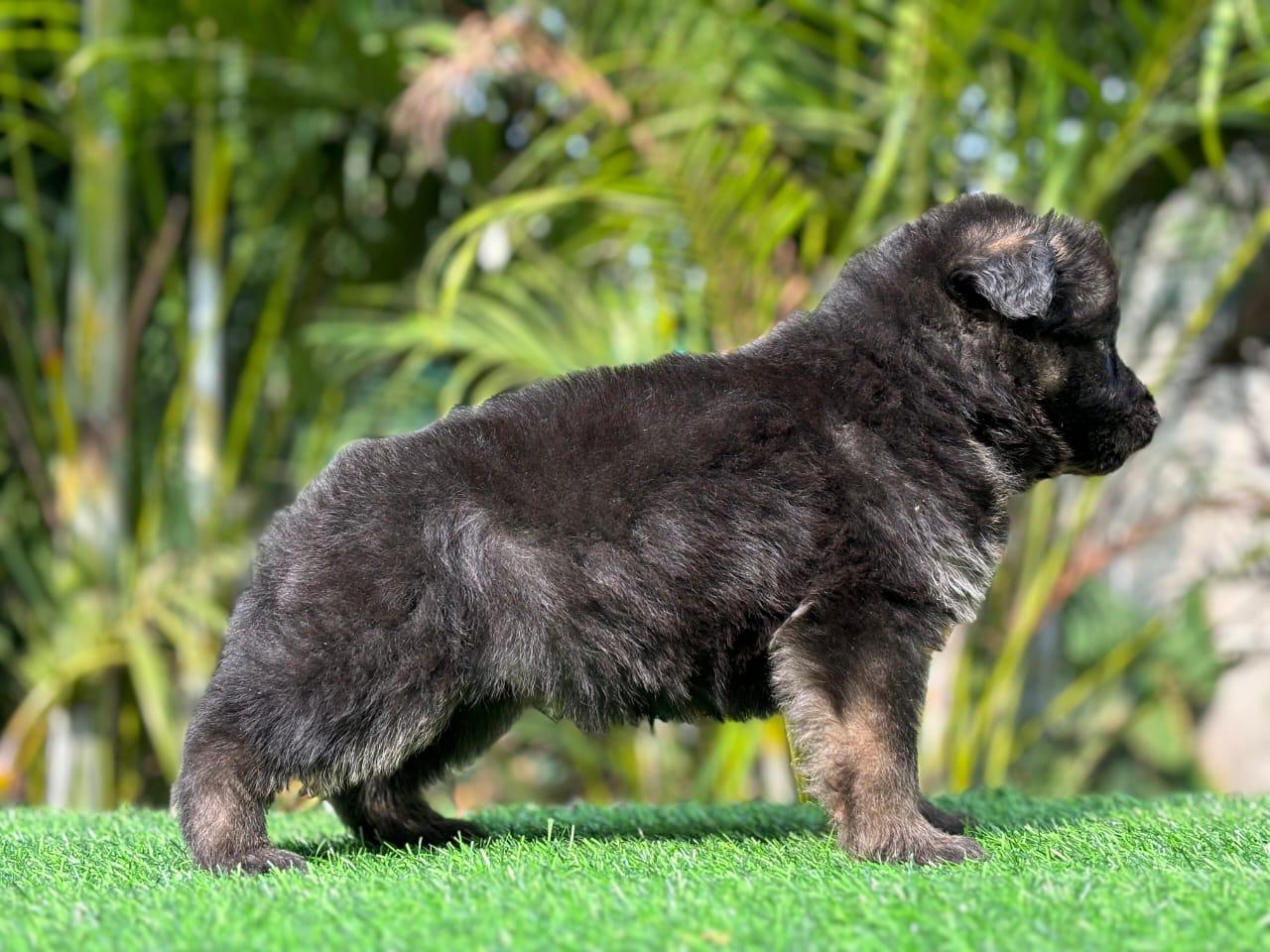 Buy affectionate german shepherd puppies at affordable price in hyderabad.