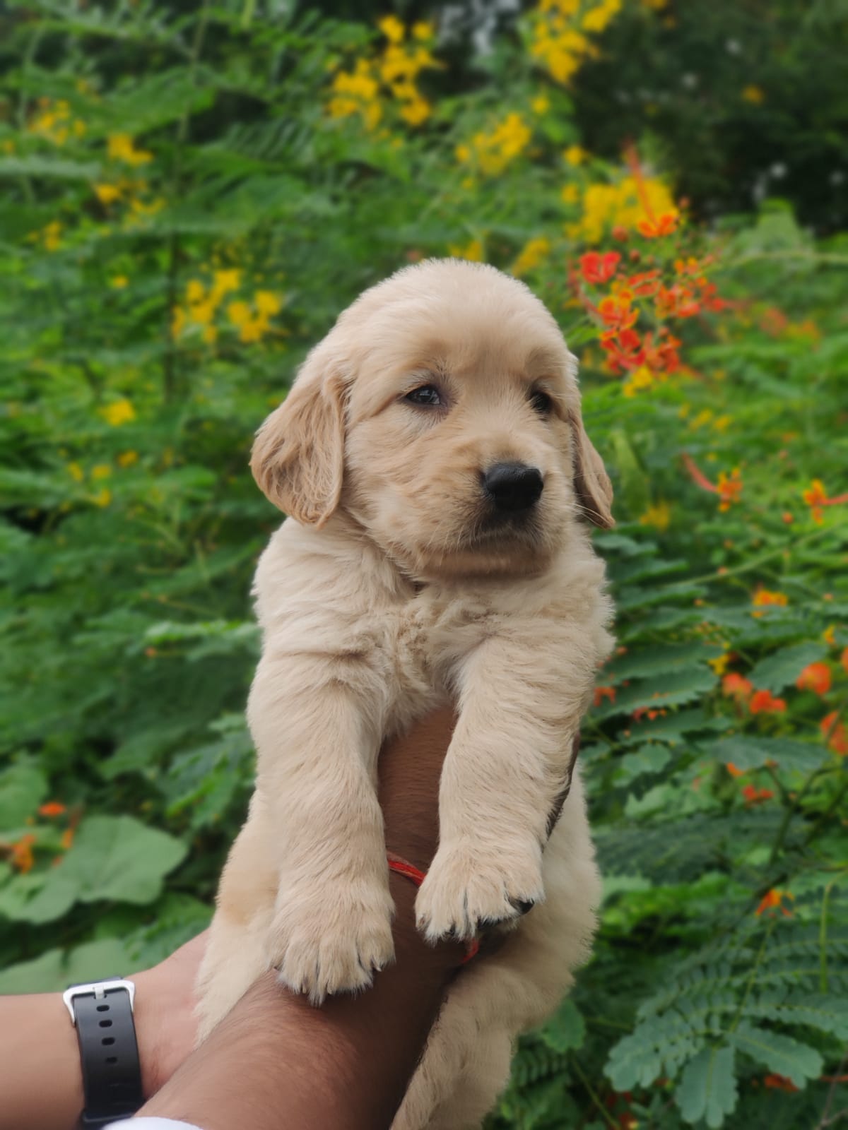 Healthy Golden Retriever Puppies Available For Sale In Bangalore.