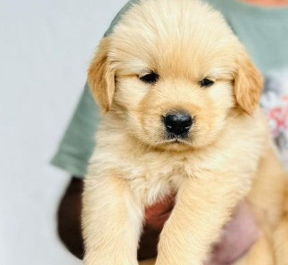 Premium Quality Golden Retriever Puppy Available In Bangalore.
