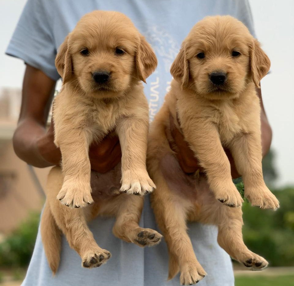 Loyal Golden Retriever Puppies Available For Sale In – Dog