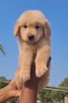 Male Golden Puppies In Mumbai.