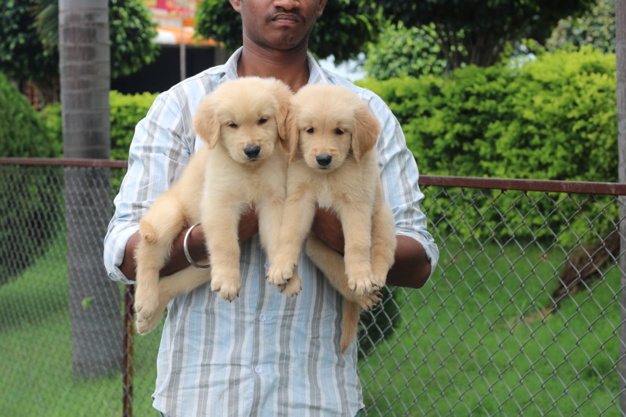 Purchase golden retriever puppies from hyderabad.