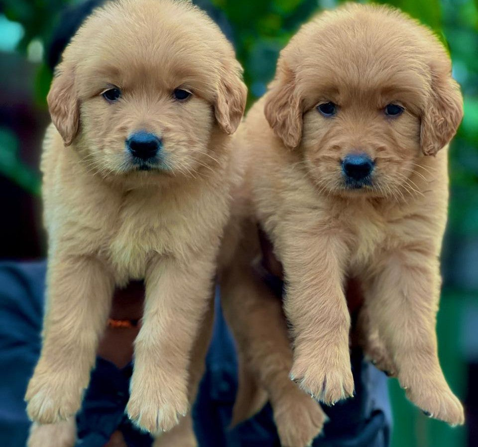 Buy friendly golden retriever puppy from chennai.