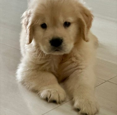 Buy golden retriever male & female puppies from chennai.