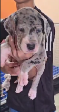Get Male Great Dane Puppies Available For Sale.