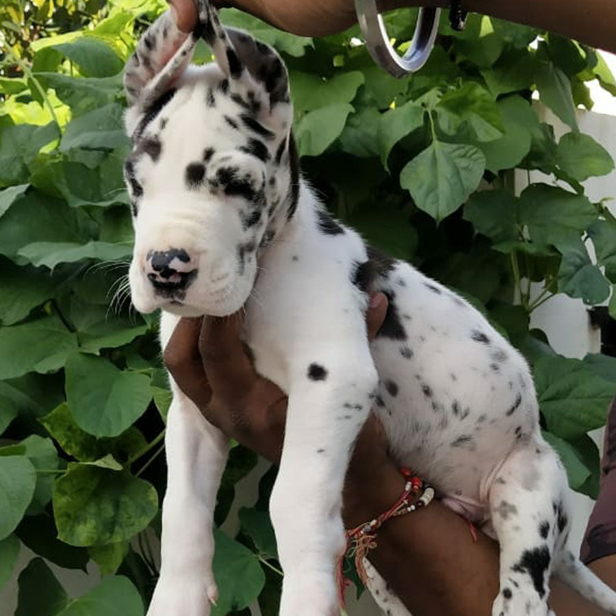 Purchase great dane male puppies from hyderabad.