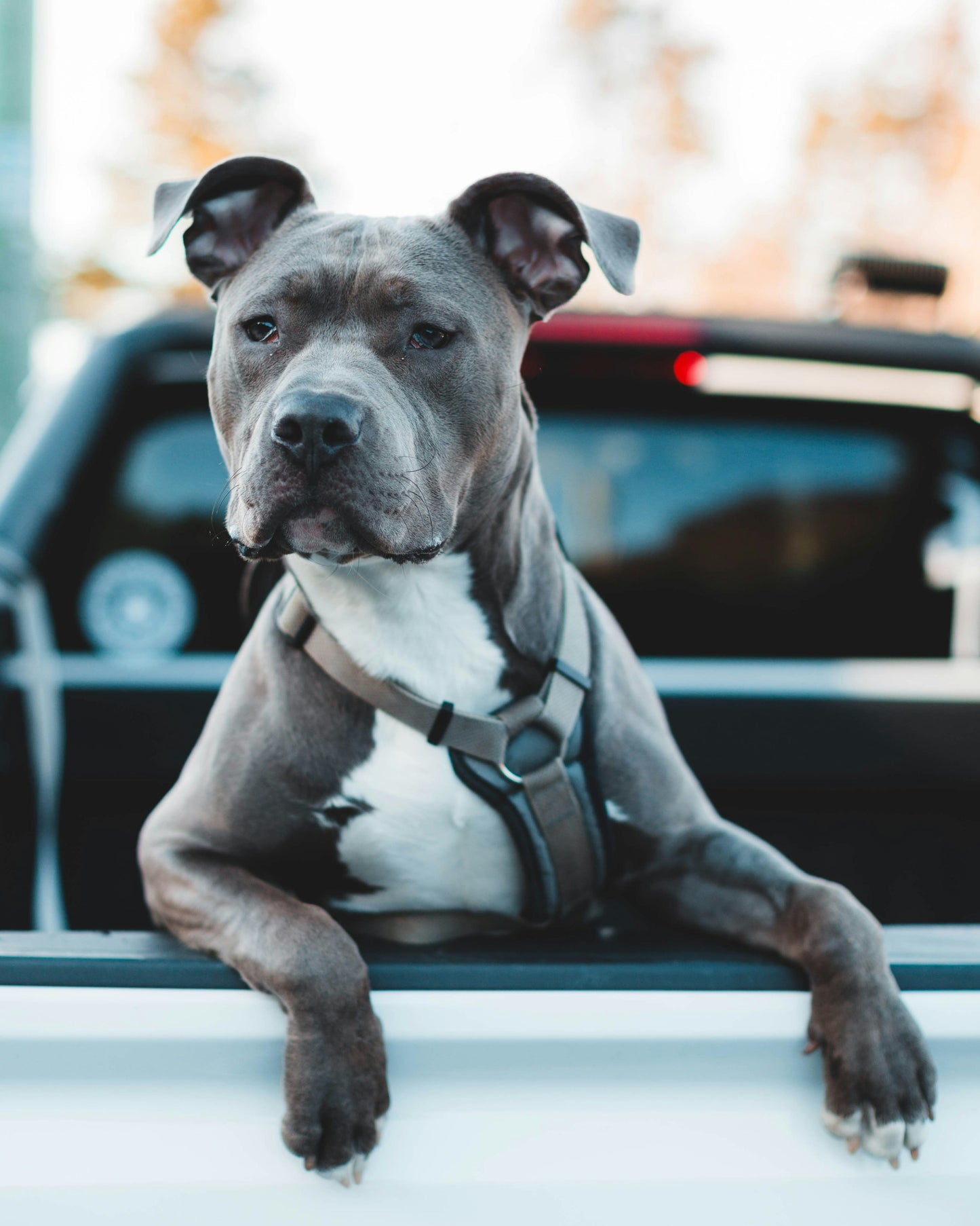Energetic Pitbull Puppies Available For Sale.