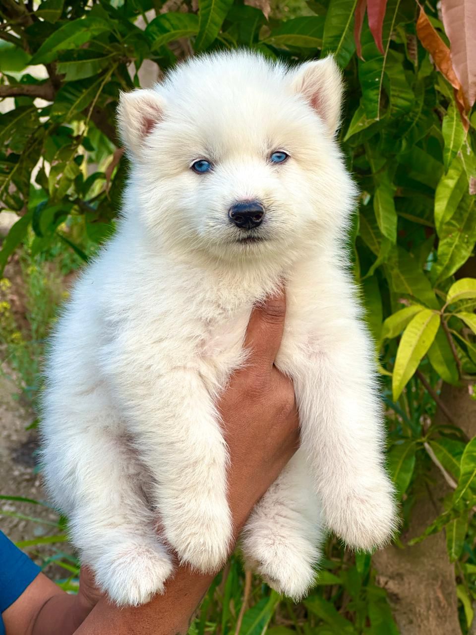 Pure White Siberian Husky Puppy Available In – Dog