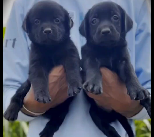 Buy labrador retriever male & female puppies from vizag.