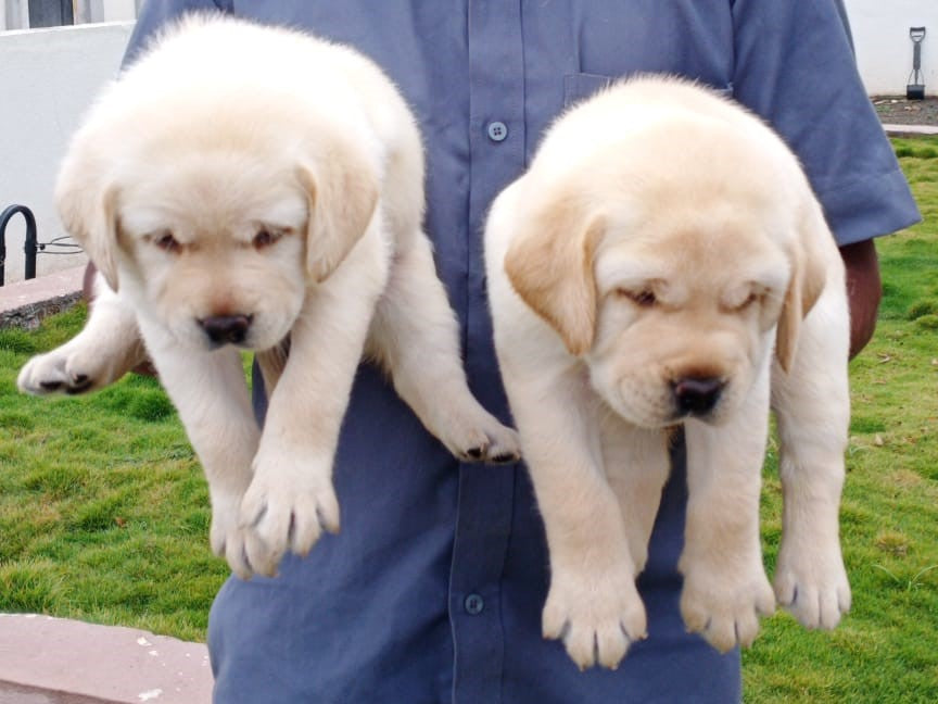 We have Male & Female Fawn Labrador Retriever Puppies Available For Sale In Ahmedabad.