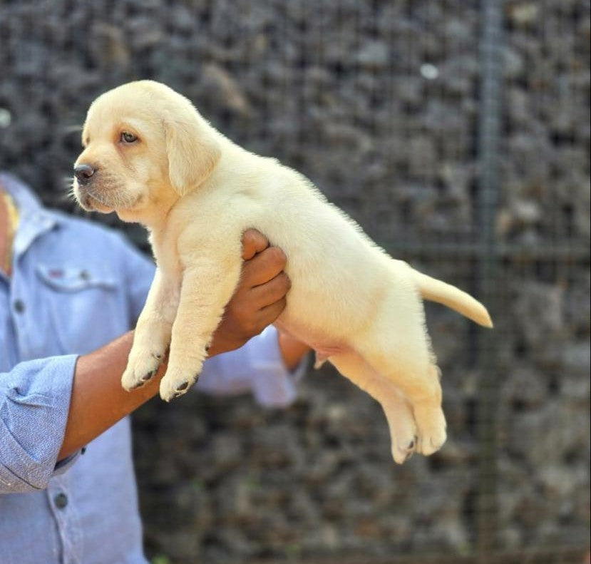 Purchase Male & Female Labrador Retriever Puppies Available For Sale In Ahmedabad.