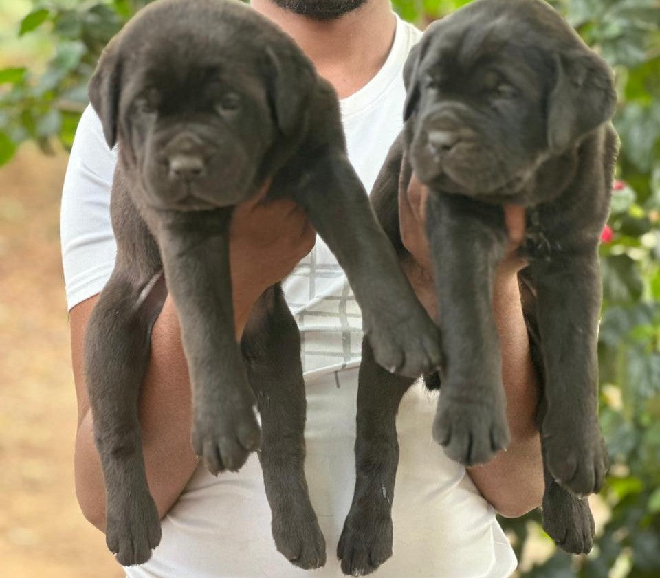 We have Champion Bloodline Male & Female Labradog Puppies Available In Ahmedabad.