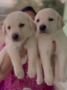 Buy labrador retriever puppies online in pune.