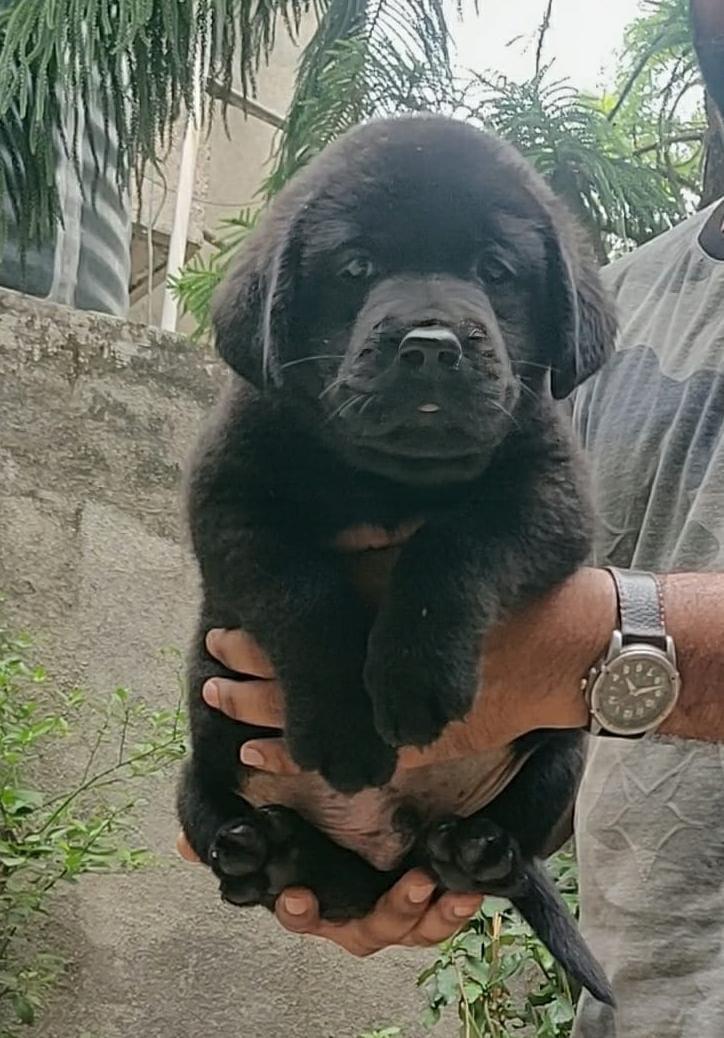 Purebred Labrador Retriever puppies price in Pune.
