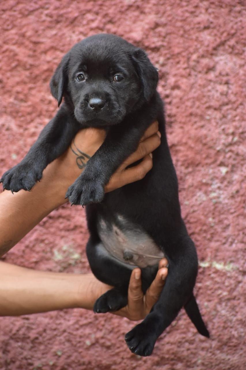 labrador retriever dog breeder in pune.